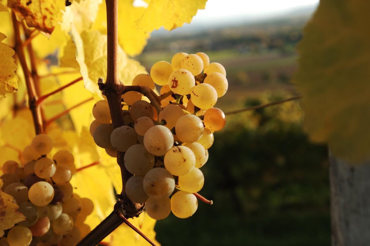 Appartamento Prabatsch-Aichinger Winzergut Langenlois Esterno foto
