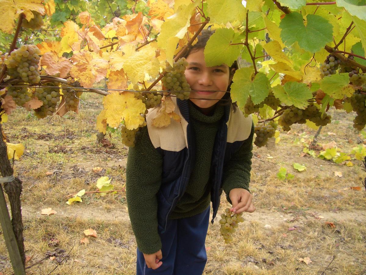 Appartamento Prabatsch-Aichinger Winzergut Langenlois Esterno foto